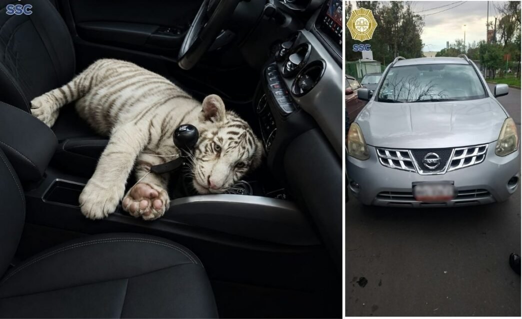 Detienen en Iztapalapa a hombre por transportar tigre de bengala