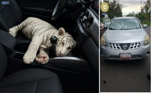 Detienen en Iztapalapa a hombre por transportar tigre de bengala