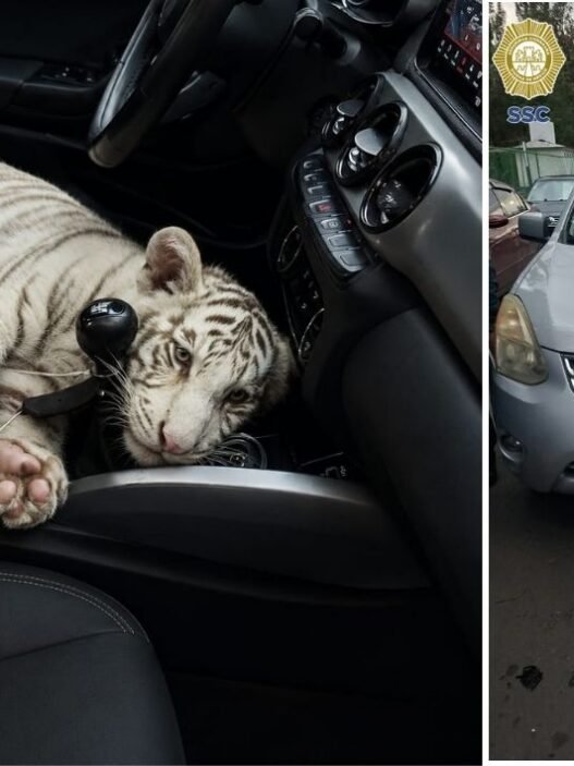 Detienen en Iztapalapa a hombre por transportar tigre de bengala