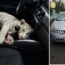 Detienen en Iztapalapa a hombre por transportar tigre de bengala