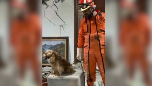 Topos Aztecas rescatan a perro tras sismo de 7.4 en Colombia