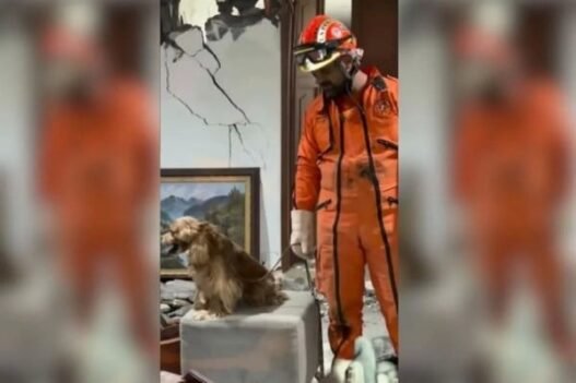 Topos Aztecas rescatan a perro tras sismo de 7.4 en Colombia