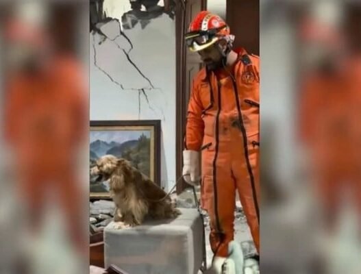 Topos Aztecas rescatan a perro tras sismo de 7.4 en Colombia