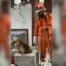 Topos Aztecas rescatan a perro tras sismo de 7.4 en Colombia