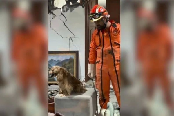 Topos Aztecas rescatan a perro tras sismo de 7.4 en Colombia