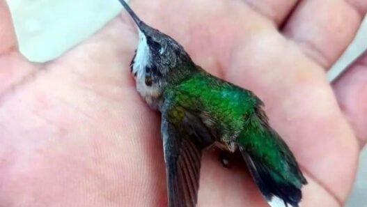 Alerta por mortandad de colibríes migratorios en Tamaulipas