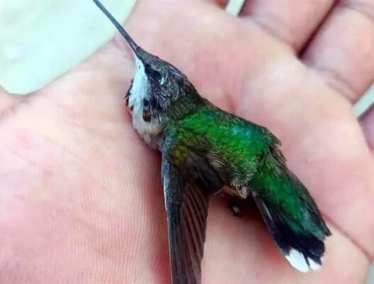 Alerta por mortandad de colibríes migratorios en Tamaulipas