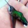 Alerta por mortandad de colibríes migratorios en Tamaulipas