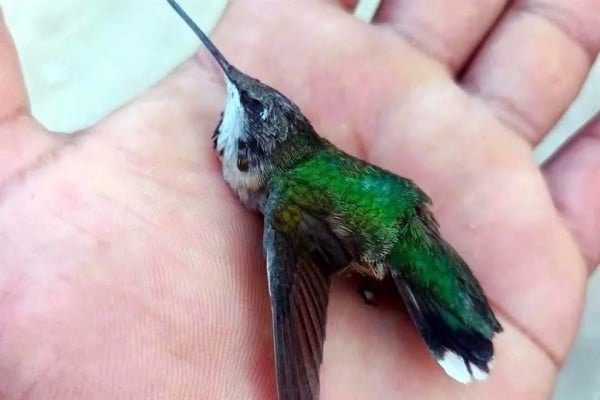 Alerta por mortandad de colibríes migratorios en Tamaulipas
